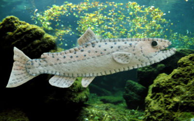The Singular Chinook Salmon