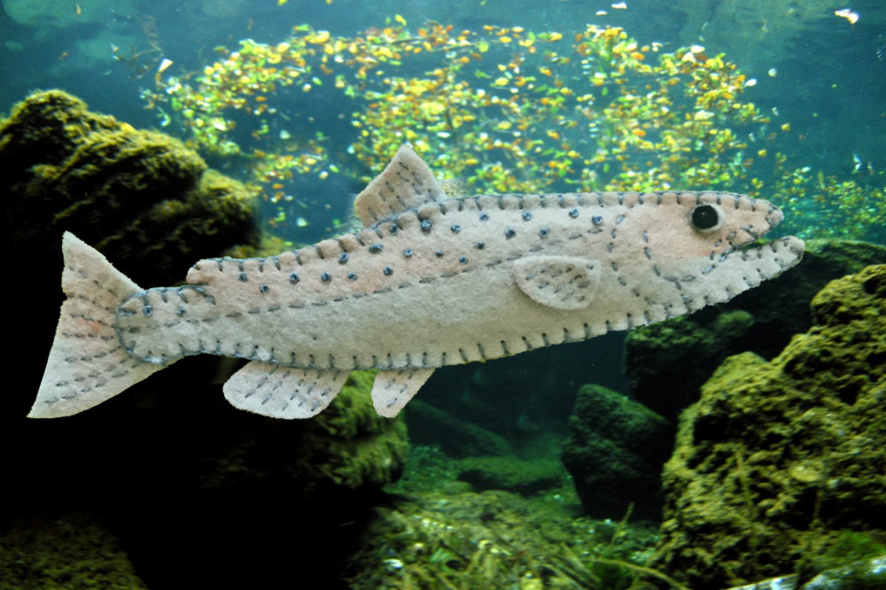 The Singular Chinook Salmon