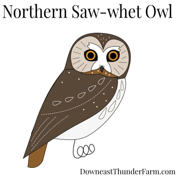 Saw-whet Owl Book