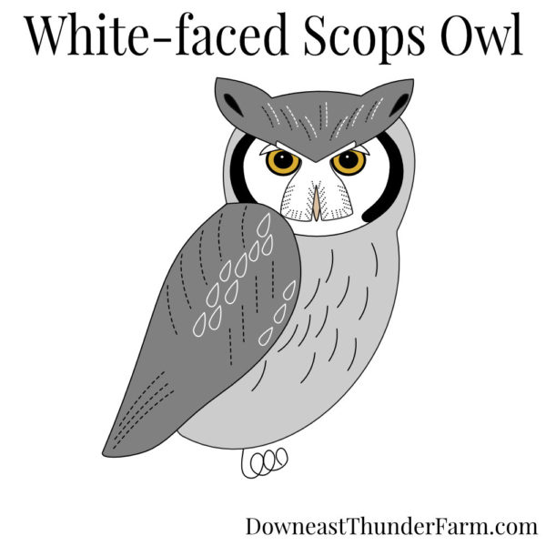 Scops Owl Book