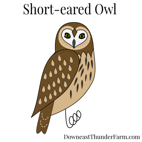 Short Eared Owl Book