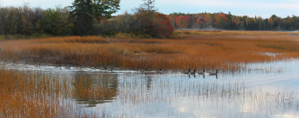 A trail of Canada Geese