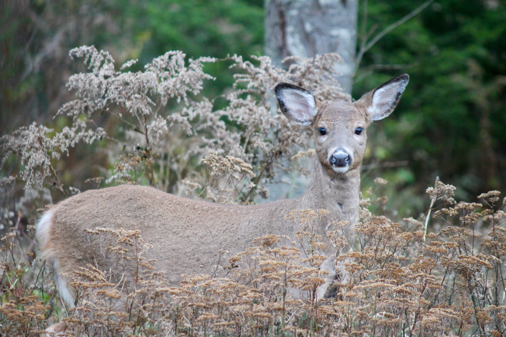 Sunday Morning Visitors