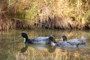 ducks on the pond in maine