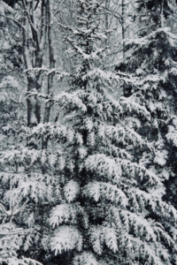Maine fir tree in the snow