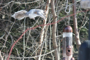 flying gray squirrels