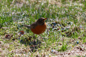 Robins in Maine