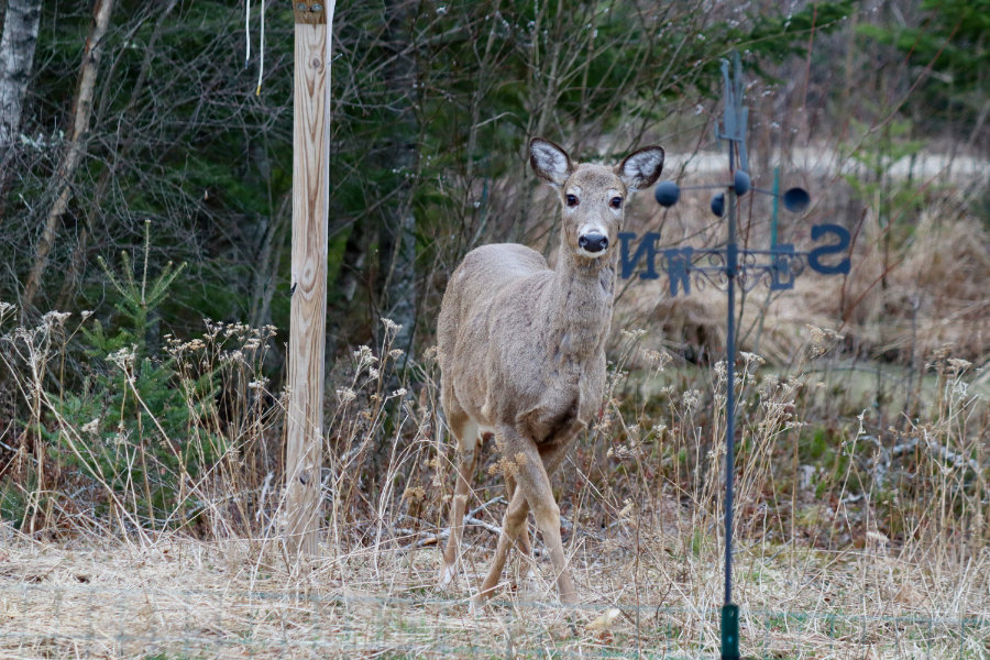 Saturday Morning Visitors