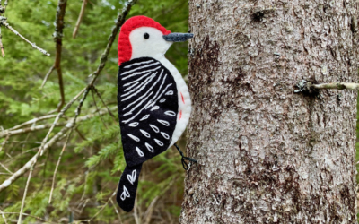 The Bright Red-bellied Woodpecker