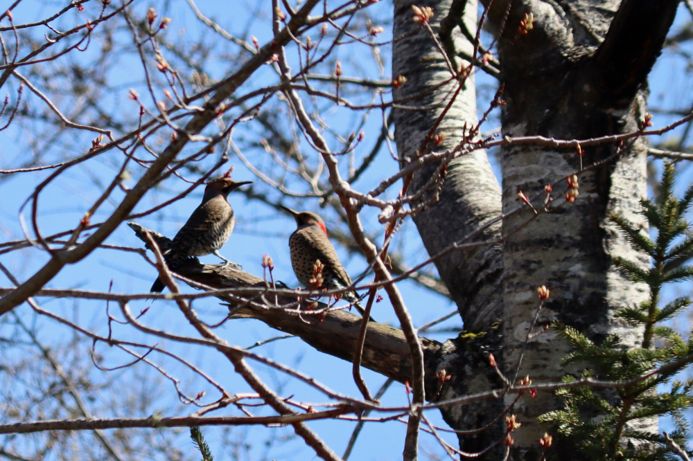 Northern Flicker Courtship