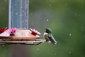 Maine Hummingbird in the Snow