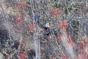 Maine Bald Eagle