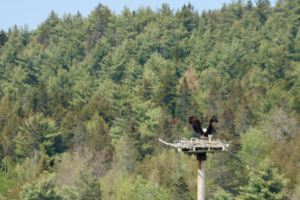 Bald Eagle Feeding Hatchlings