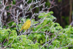 yellow warbler on the beach