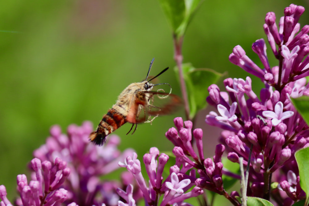 Maine Clearwing Moth