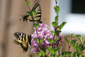 Maine Yellow Swallowtail Butterfly