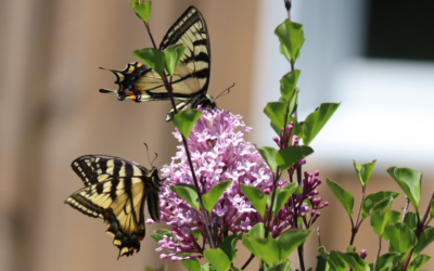 Maine Yellow Swallowtail Butterfly