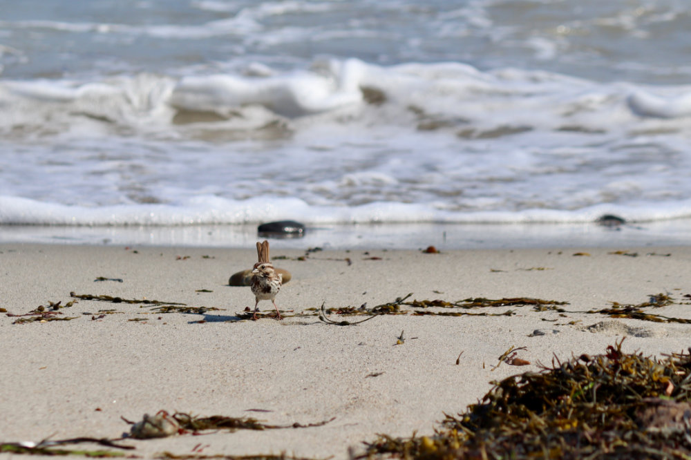 Not Your Typical Shore Bird