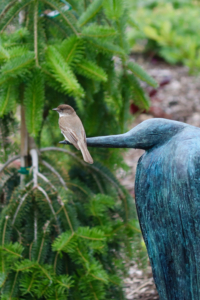 Eastern Peobe at Coastal Maine Botanical Garden