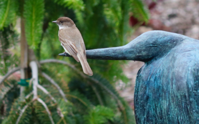 Eastern Peobe at Coastal Maine Botanical Garden