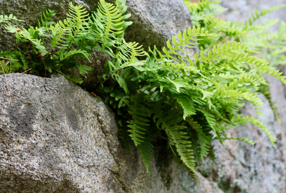 Pattern and Texture at CMBG