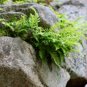 ferns at coastal maine botanical garden