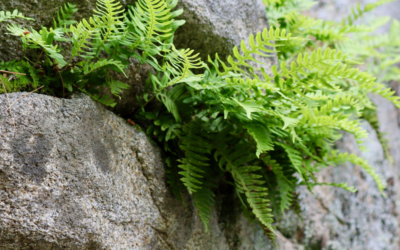 ferns at coastal maine botanical garden