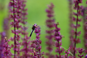 dragonfly on flowers