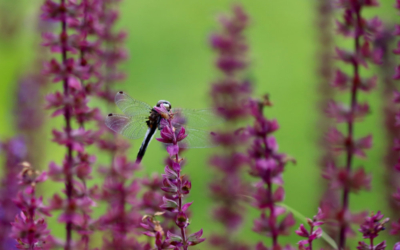 dragonfly on flowers