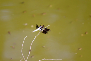 tadpoles in the duck ond