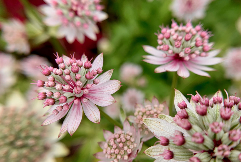 Macro Photography at Coastal Maine Botanical Garden