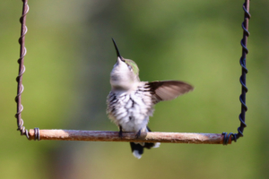 preening late summer ruby-throated hummingbird in maine