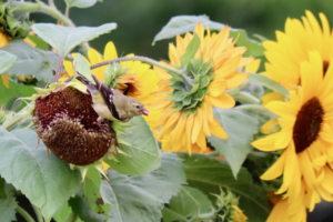 maine goldfinches in sunflowers