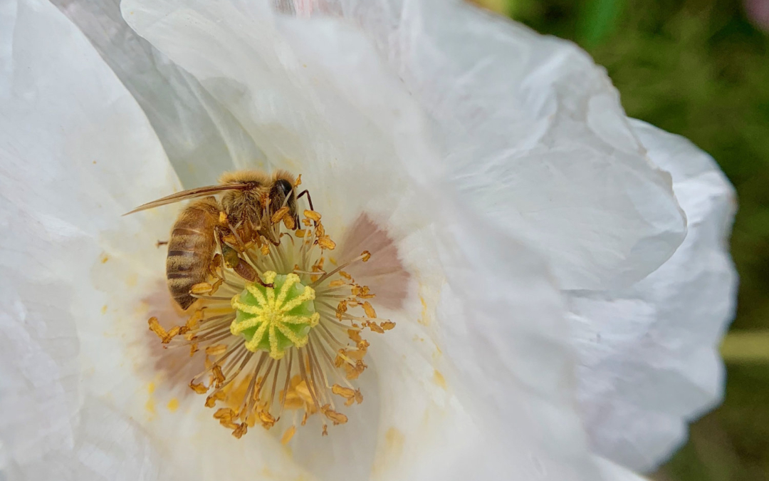 Blooms and Bees