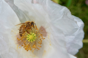 bee on white blossom