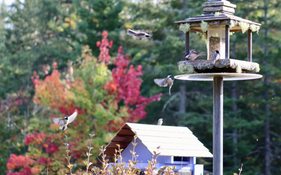 Autumn Chickadees