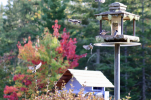 Maine Chickadees in Flight