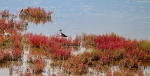 shorebirds in the marsh