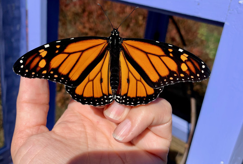 October Monarch