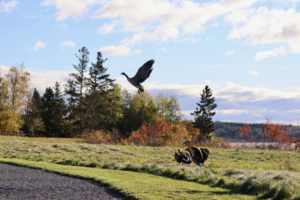 geese at milbridge commons