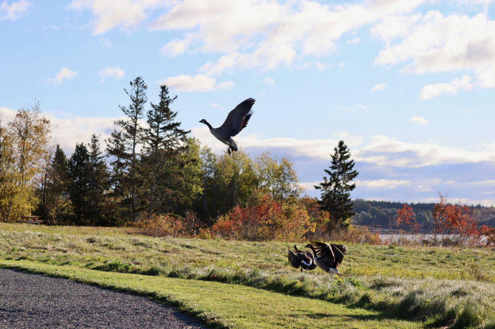 Chasing Geese