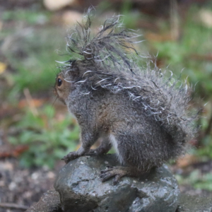 Squirrel using tail for umbrella