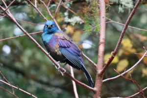 iridescent common grackle