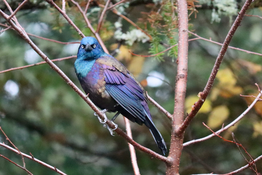 Iridescent Grackle