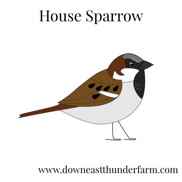 Downeast Thunder Farm Backyard Birds I: Felt Ornament Designs - Image 11