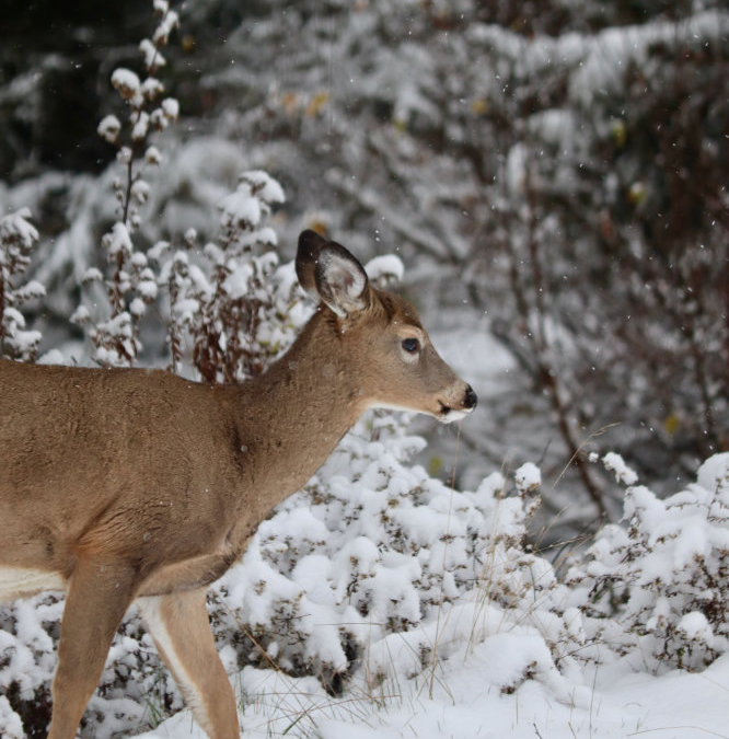 Autumn’s First Snow