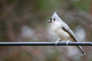 Maine Tufted Titmouse