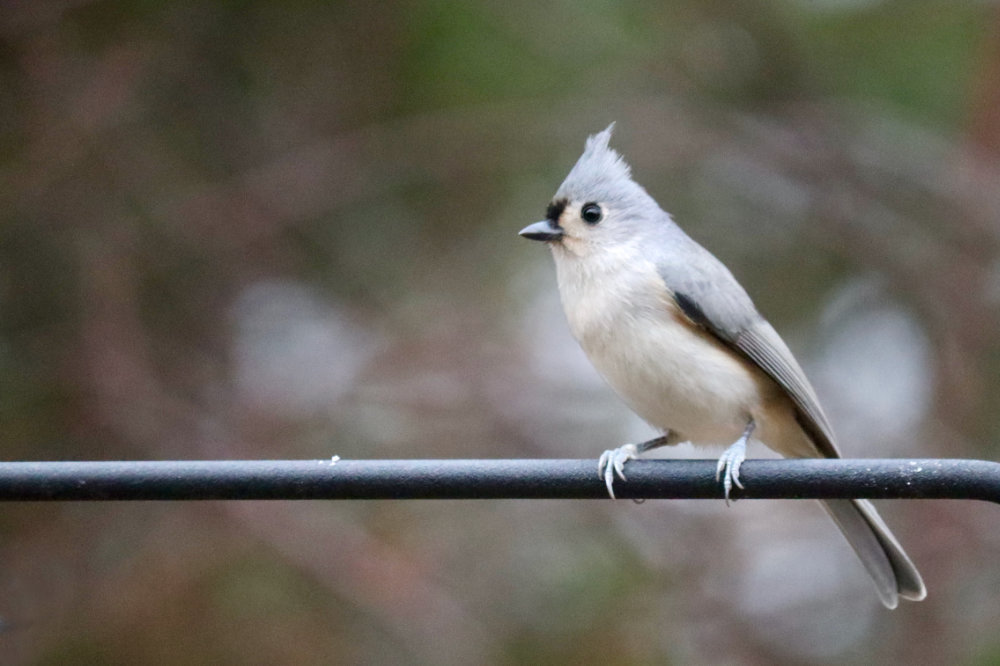 A Glorious Tufted Titmouse Pair