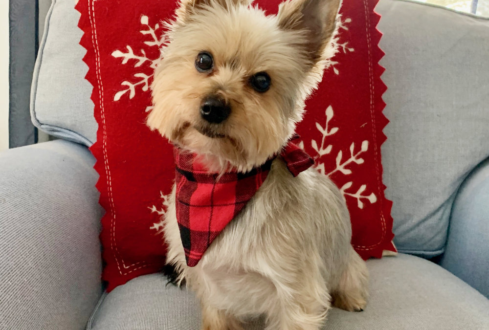 Gidget’s Fifth Christmas Season