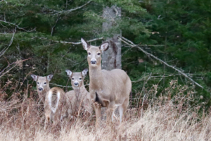 deer